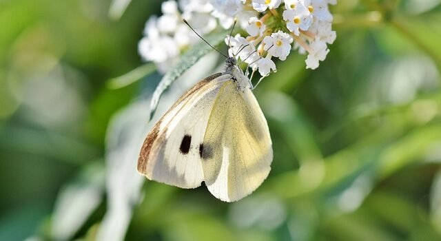 Borboleta Branca: O que significa Borboleta Branca: O que significa
