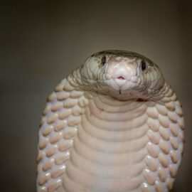 Como identificar uma cobra-coral-verdadeira?