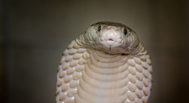 Como identificar uma cobra-coral-verdadeira? Como identificar uma cobra-coral-verdadeira?
