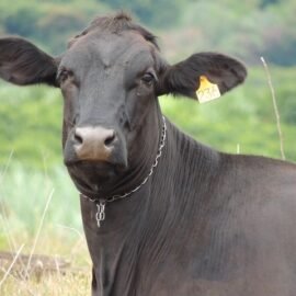 Sonhar com boi correndo atrás de mim: O que significa