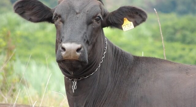 Sonhar com boi correndo atrás de mim: O que significa Sonhar com boi correndo atrás de mim: O que significa